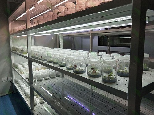 福贡植物组织培养实验室设计建设方案